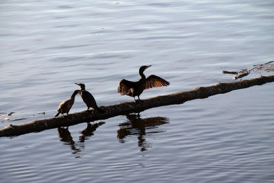 Birds flying over lake