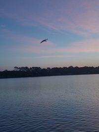 Birds flying over sea against sky during sunset