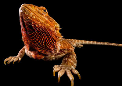 Close-up of crab on black background