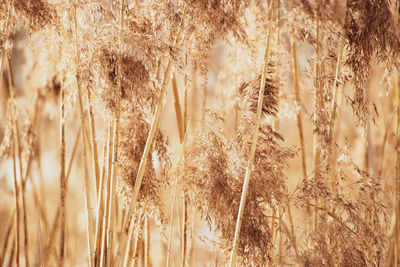 Golden reed seeds in neutral tones on a light background. pampas grass at sunset. dry reeds close up