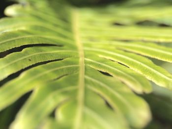 Close-up of green leaves