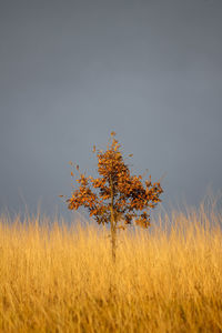 Autumn tree on field against clear sky