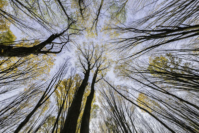 Low angle view of trees against sky