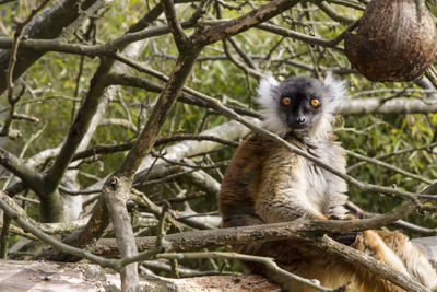 Portrait of monkey sitting on tree