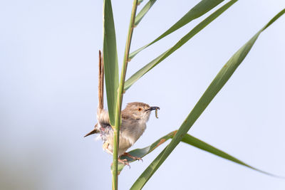 Graceful prinia with larvae in the beak