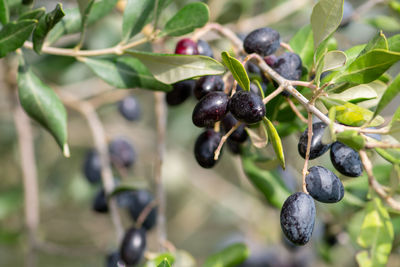 Close-up of berries growing on plant