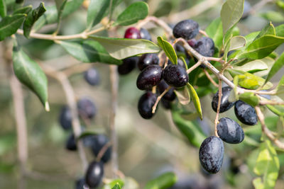 Black and green ripe olives growing on the branch of an olive tree ready to be collected, close up