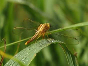 Close-up of dragonfly on leaf