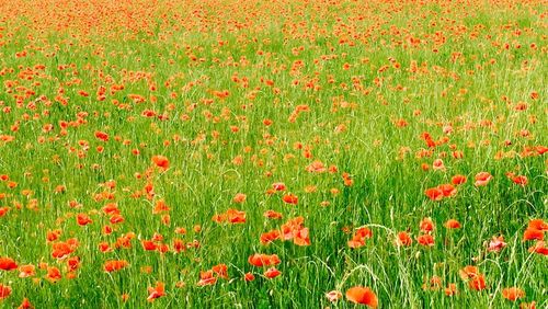 Red poppy blooming in field