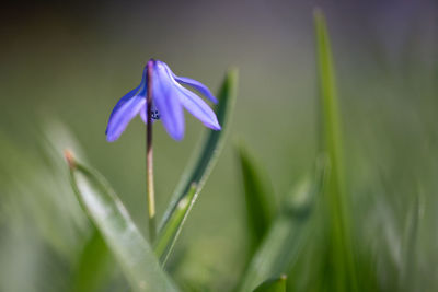 Close-up of purple flowering plant