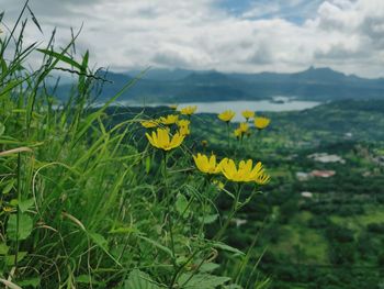Close-up of yellow flowering plants on land