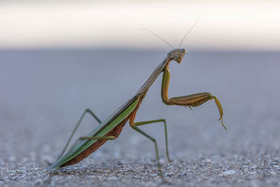 Close-up of grasshopper on road