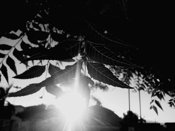 Low angle view of leaves against sky