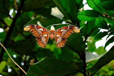 Close-up of butterfly on leaves