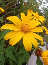 Close-up of yellow flowering plant