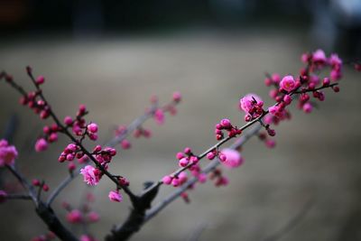 Close-up of pink flowers blooming on tree