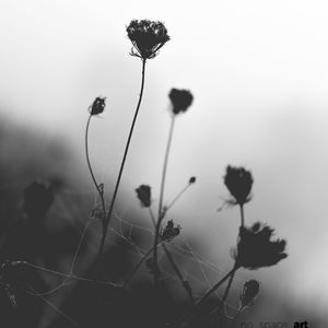 Close-up of silhouette wildflowers in field against sky during sunset