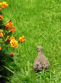 Close-up of bird on field