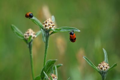 Close-up of ladybug on flower