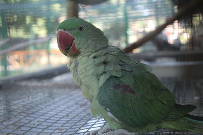 Close-up of parrot perching