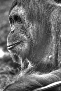 Close-up of a monkey looking away