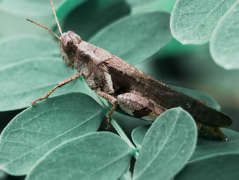 Close-up of butterfly on leaf