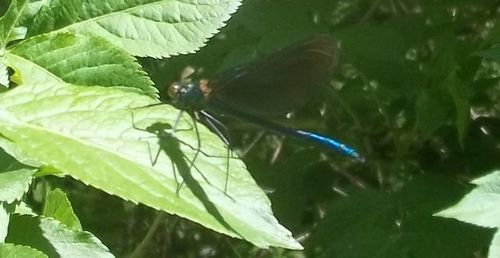 Close-up of insect on plant