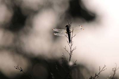 Close-up of insect on plant