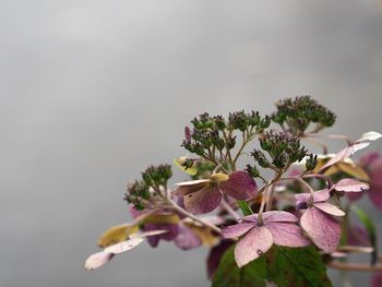 Close-up of pink flowers