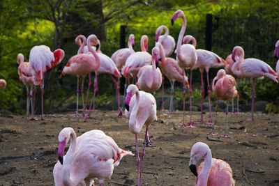 Large group of pink or red flamingos in the berlin zoo