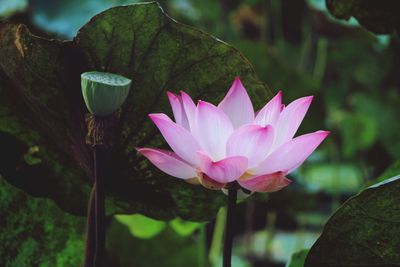 Close-up of pink lotus water lily