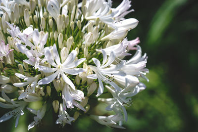 Close-up of white flowering plant