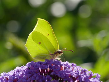 Close-up of butterfly pollinating on flower