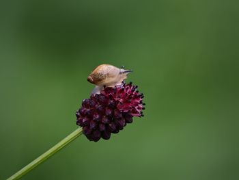 Close-up of honey bee on flower