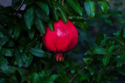 Close-up of pomegranate growing on plant