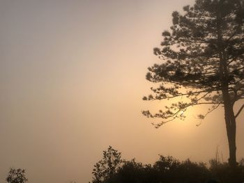 Low angle view of tree against sky during sunset
