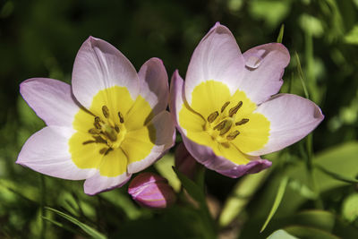 Close-up of yellow flowering plant