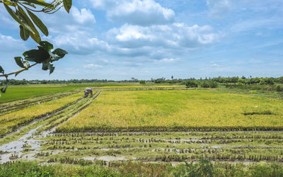 Scenic view of agricultural field against sky