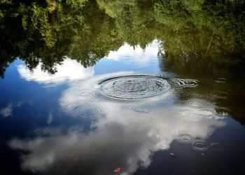 Reflection of trees in calm lake