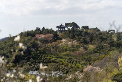 Plants and trees by building against sky