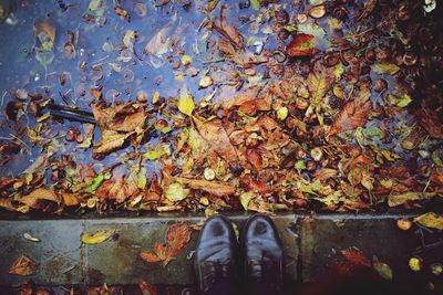Low section of person standing by dry leaves