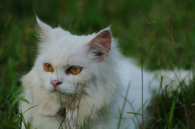 Close-up portrait of a cat