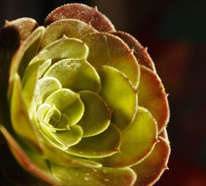 Close-up of red rose