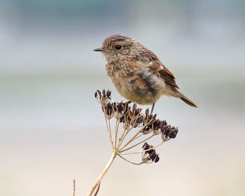 Close-up of bird perching on twig