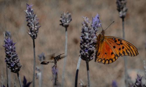 Butterfly on flower
