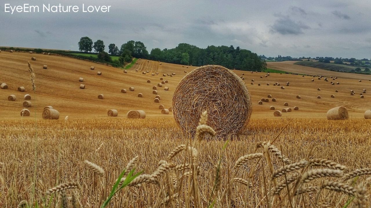 agriculture, rural scene, field, landscape, hay, bale, farm, sky, crop, harvesting, tranquil scene, tranquility, nature, growth, cultivated land, cereal plant, beauty in nature, scenics, horizon over land, dry