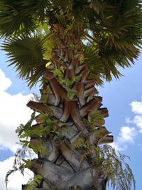 Low angle view of tree against sky