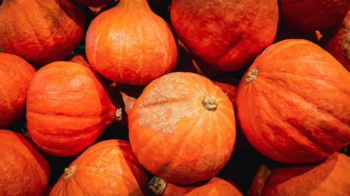 Background of many small orange round pumpkins on the counter in the store