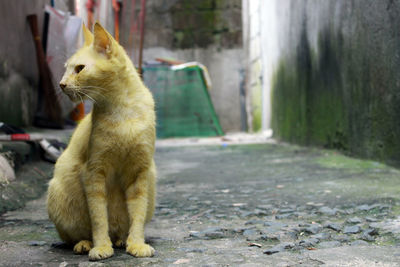Lion sitting outdoors