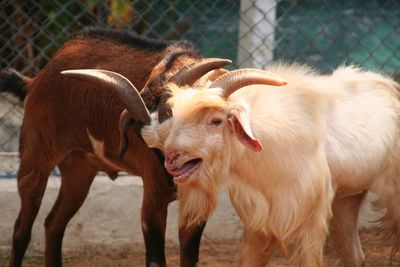 Goats on field